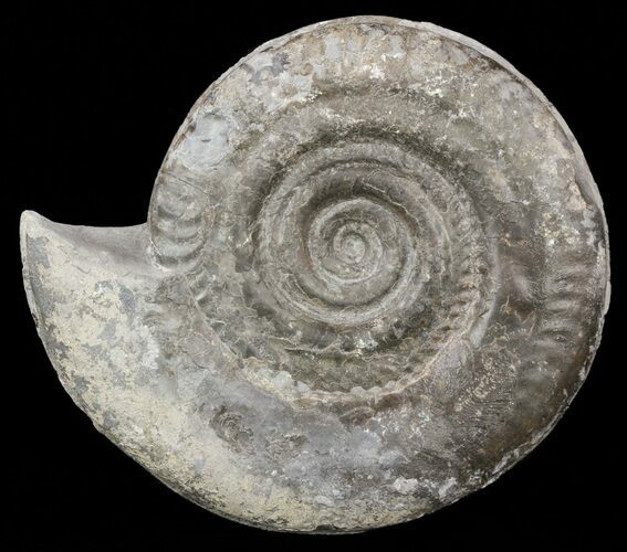 Jurassic Ammonite (Hildoceras) - England #57899